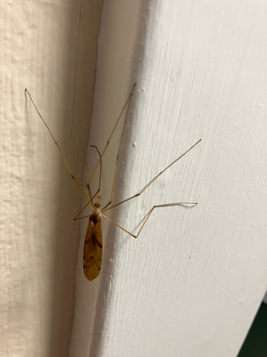 Unknown species found near Eden St, Bar Harbor, ME, US