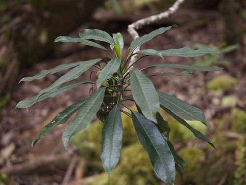 Clermontia peleana observed 2025-10-03