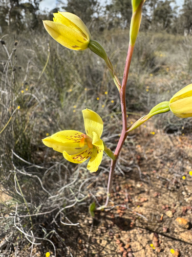 custard orchid (Thelymitra villosa)