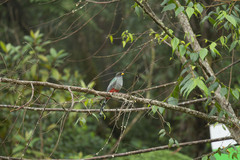 Priotelus roseigaster