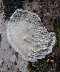 Arthoniomycetes