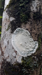 Arthoniomycetes