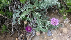 Psephellus declinatus