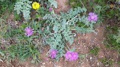 Psephellus declinatus