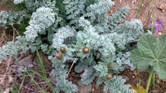 Psephellus declinatus