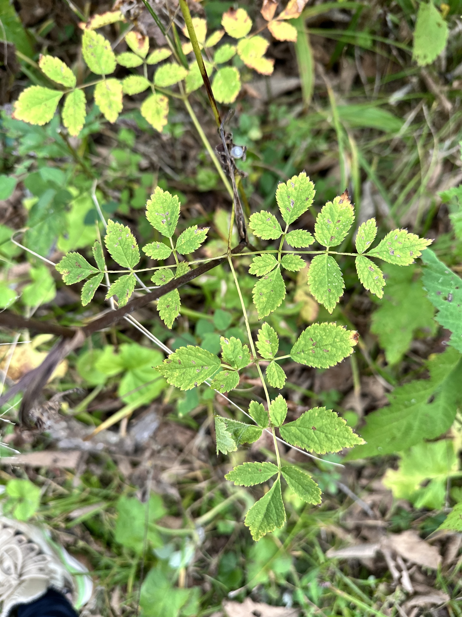 Tall False-Buck's-Beard (Astilbe chinensis)