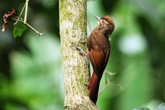 Tawny-Winged Woodcreeper photo 4