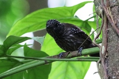 Thamnophilus bridgesi
