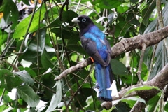 Trogon bairdii