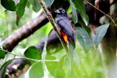 Trogon bairdii