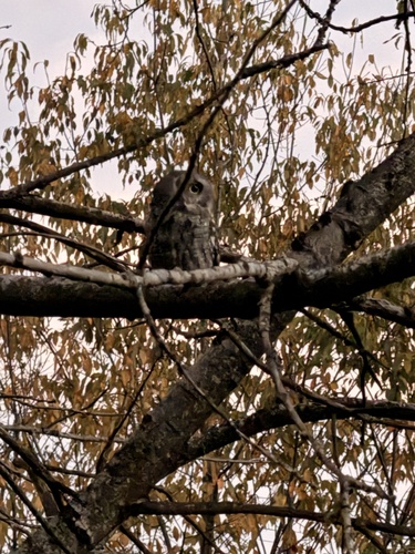 View observation of {o.common_name} on iNaturalist