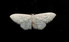 Idaea metohiensis