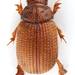 Enigmatic Scarab Beetles - Photo (c) Takeharu YANAGI, some rights reserved (CC BY), uploaded by Takeharu YANAGI