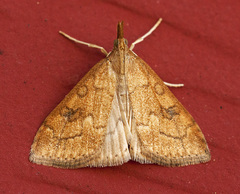 Udea profundalis