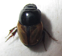 Onthophagus pallidipennis
