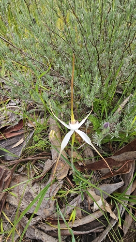 Caladenia argocalla, photograph 6
