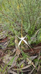 Caladenia argocalla, photograph (c) Rosalie Lawrence, some rights reserved (CC BY)