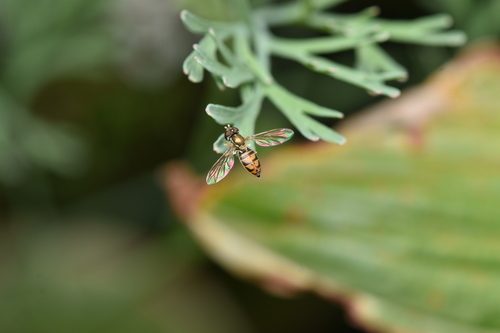 Unknown species found near Westwood, MA 02090, USA