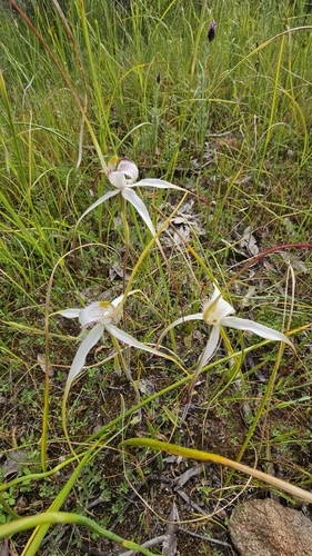 Caladenia argocalla, photograph 5