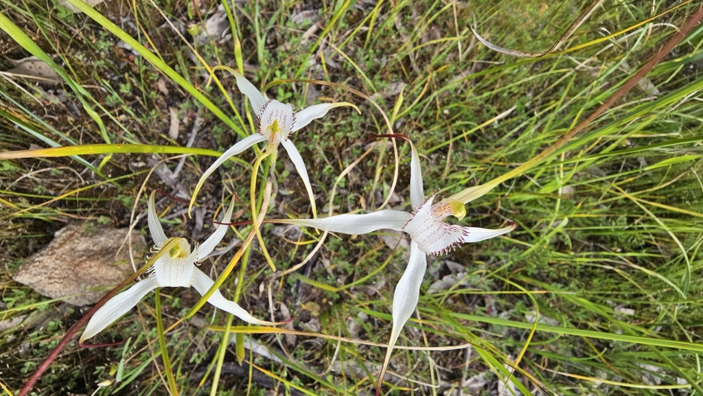 Caladenia argocalla; photograph (c) Rosalie Lawrence, some rights reserved (CC BY)