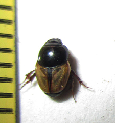 Onthophagus pallidipennis