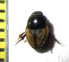Onthophagus pallidipennis