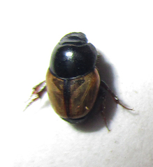 Onthophagus pallidipennis