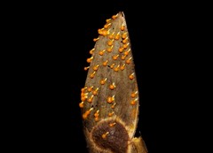 Physarum melleum