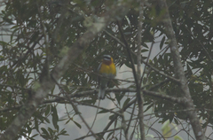 Spindalis dominicensis