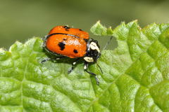 Cryptocephalus octopunctatus