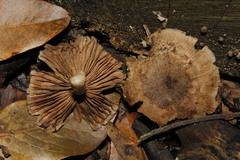 Coprinopsis melanthina