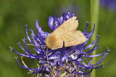 Eriopygodes imbecilla