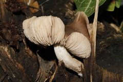 Agaricales