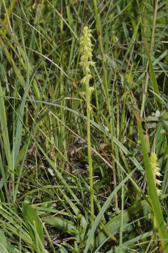 Herminium monorchis iNat (1)