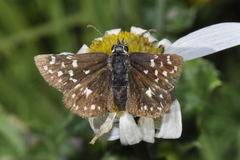Pyrgus malvae