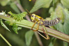 Entomophaga grylli