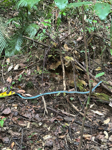 Common Tree Snake sighting