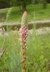 Myricaria bracteata