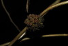 Apple Canker - Photo (c) Σάββας Ζαφειρίου (Savvas Zafeiriou), some rights reserved (CC BY-NC), uploaded by Σάββας Ζαφειρίου (Savvas Zafeiriou)