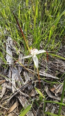 (c) Rosalie Lawrence, some rights reserved (CC BY) Caladenia argocalla, photograph (c) Rosalie Lawrence, some rights reserved (CC BY)