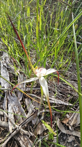 Caladenia argocalla, photograph 4