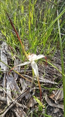 (c) Rosalie Lawrence, some rights reserved (CC BY) Caladenia argocalla, photograph (c) Rosalie Lawrence, some rights reserved (CC BY)