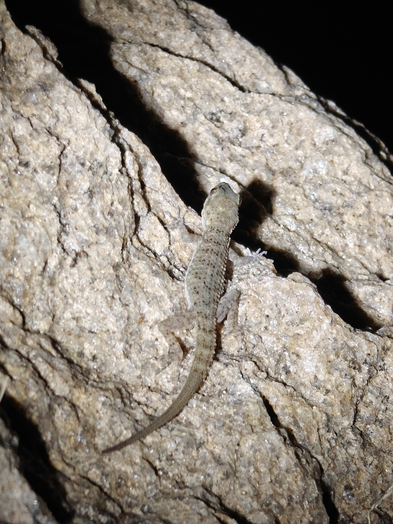 Delhi rock gecko