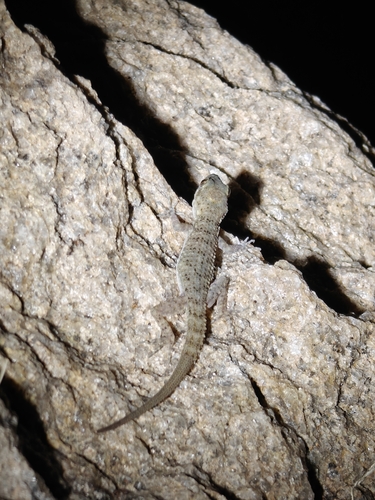 Delhi rock gecko
