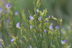 Psoralea usitata