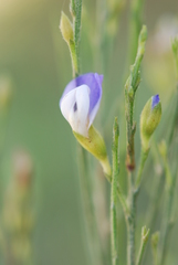 Psoralea usitata