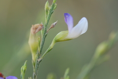 Psoralea usitata