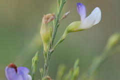 Psoralea usitata