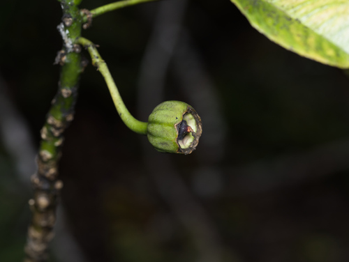 Clermontia peleana observed 2025-10-03