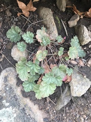 Heuchera sanguinea